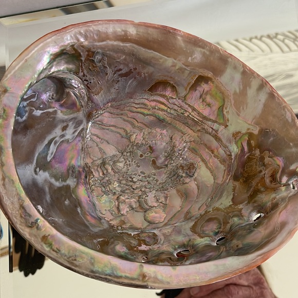 Rare Giant Red Abalone Shell: Perfect Display Condition - Picture 8 of 8